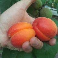 Саженец Абрикос Приция